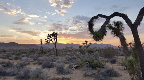 Joshua Tree